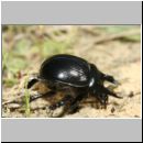 Typhoeus typhoeus - Stierkaefer m04b.jpg